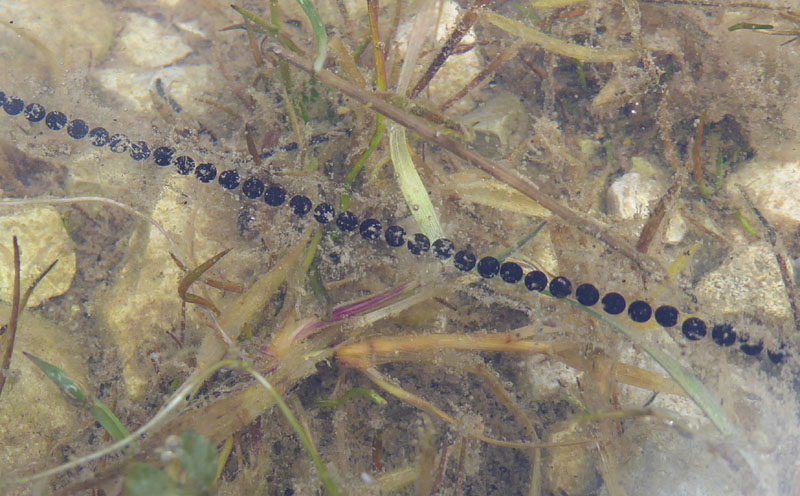 uova e rane di Bufo bufo .....(Rospo comune)